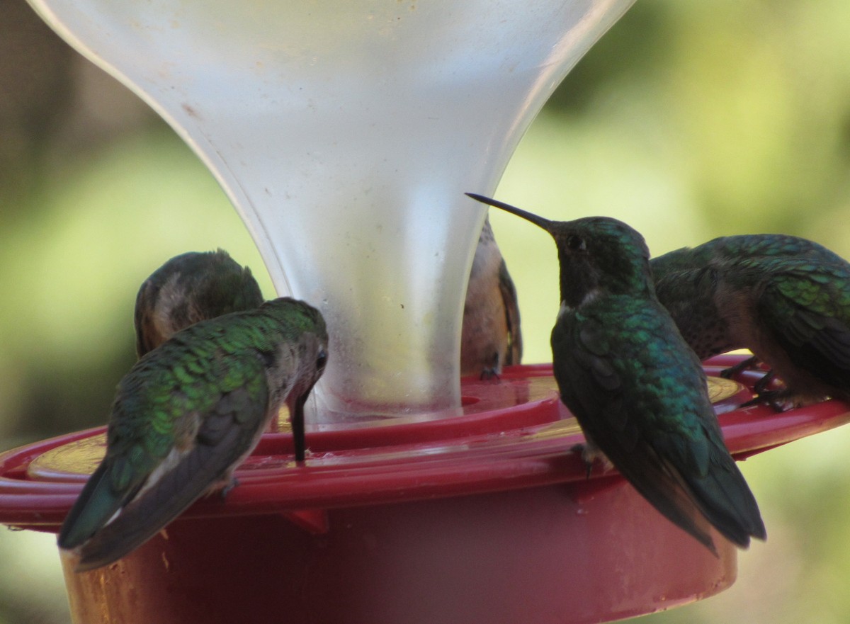 Black-chinned Hummingbird - ML109731701