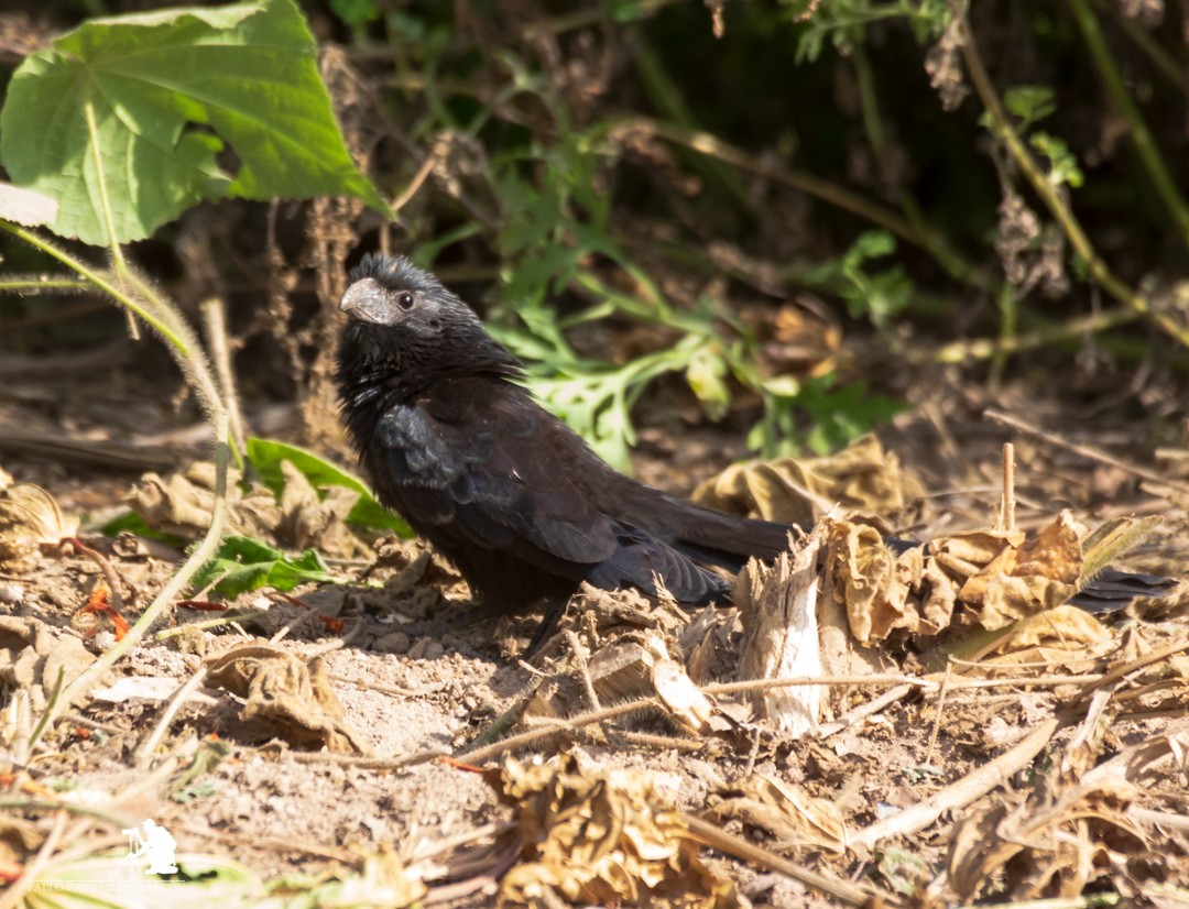 Groove-billed Ani - ML109732631