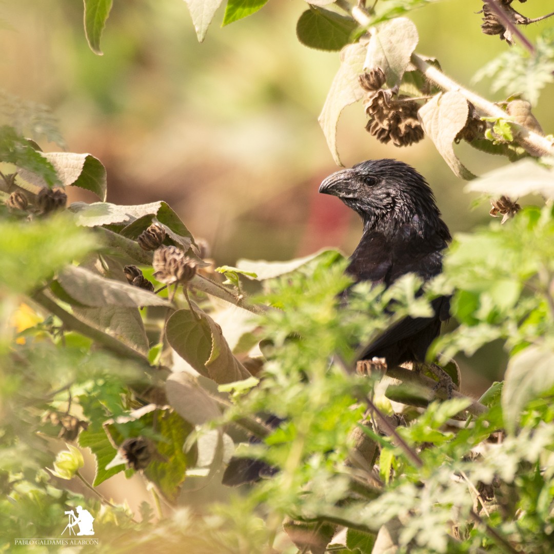 Groove-billed Ani - ML109732651