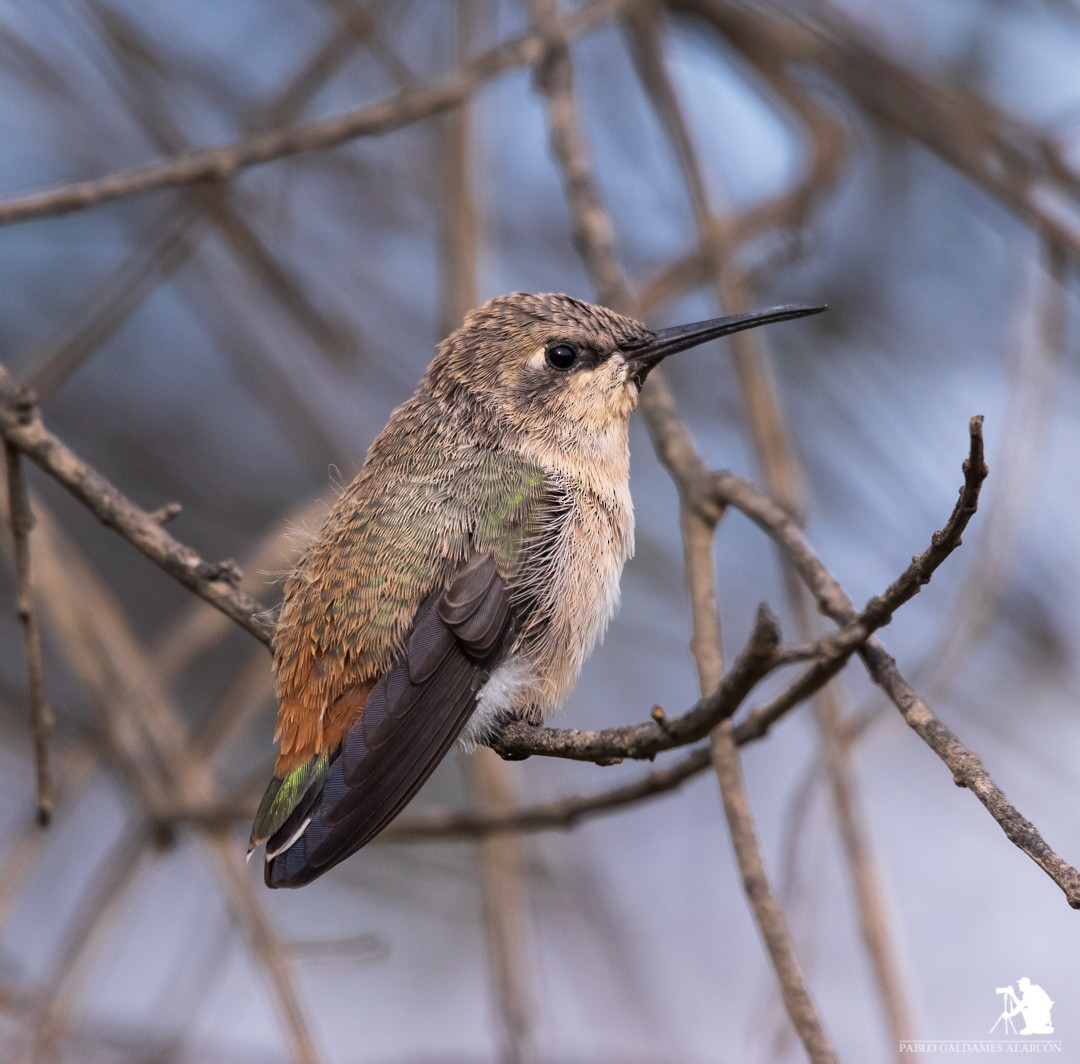 Colibrí del Atacama - ML109732821