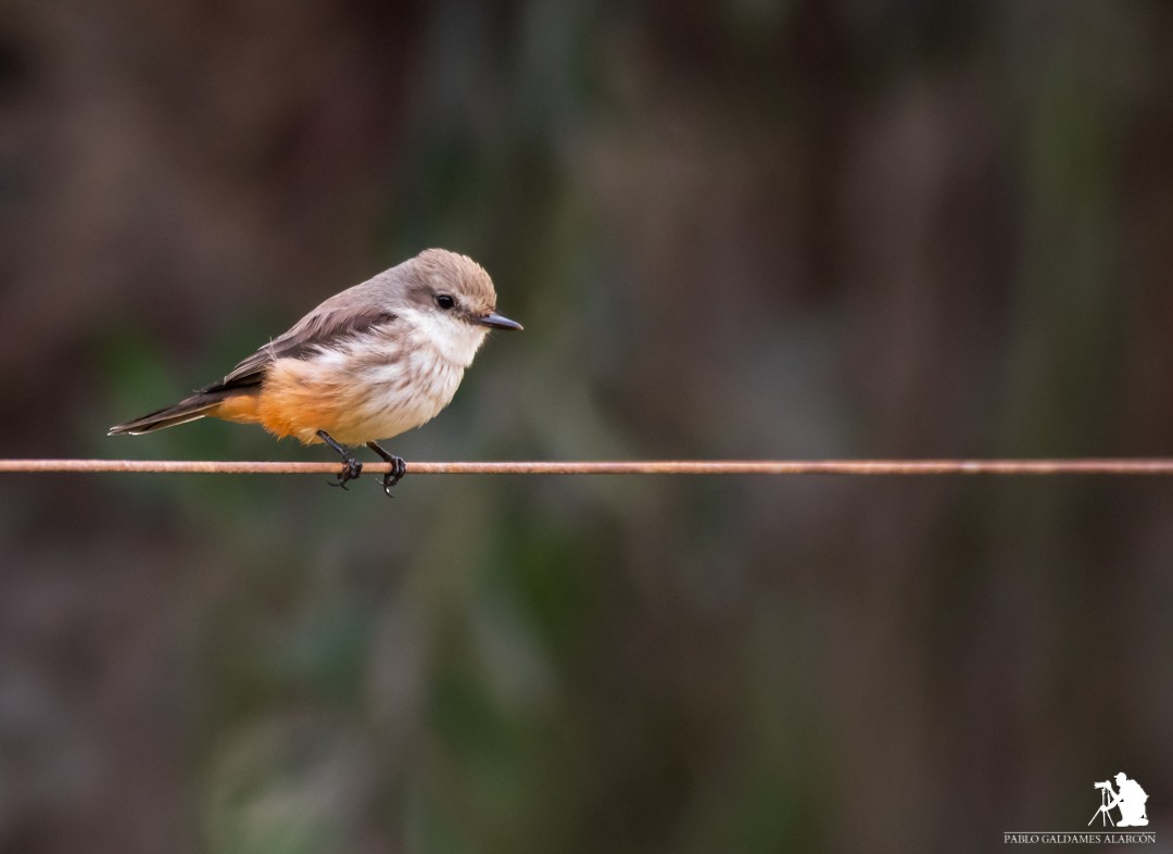 Vermilion Flycatcher - ML109732951