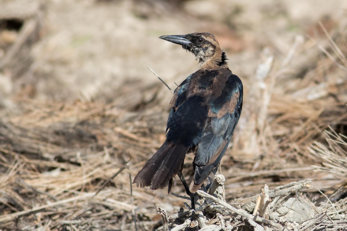 Boat-tailed Grackle - ML109733201