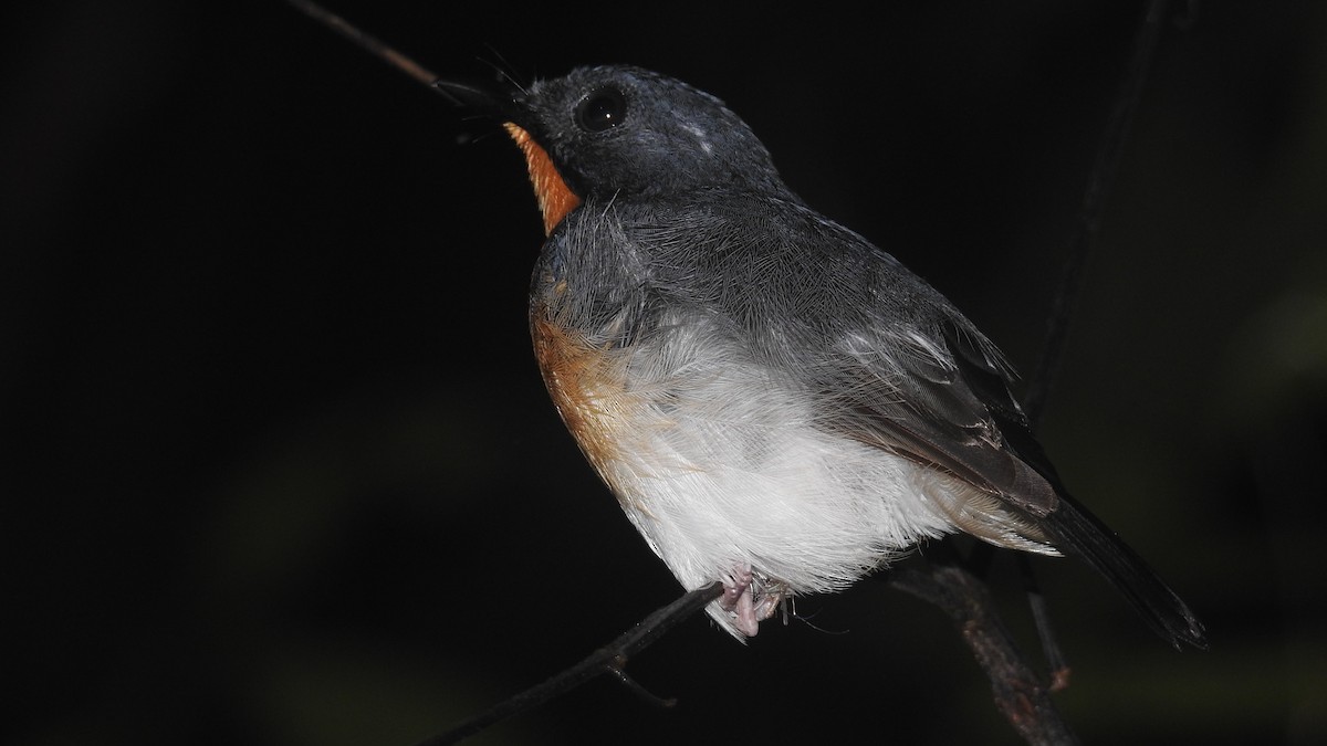 Rufous-throated Flycatcher - ML109733351