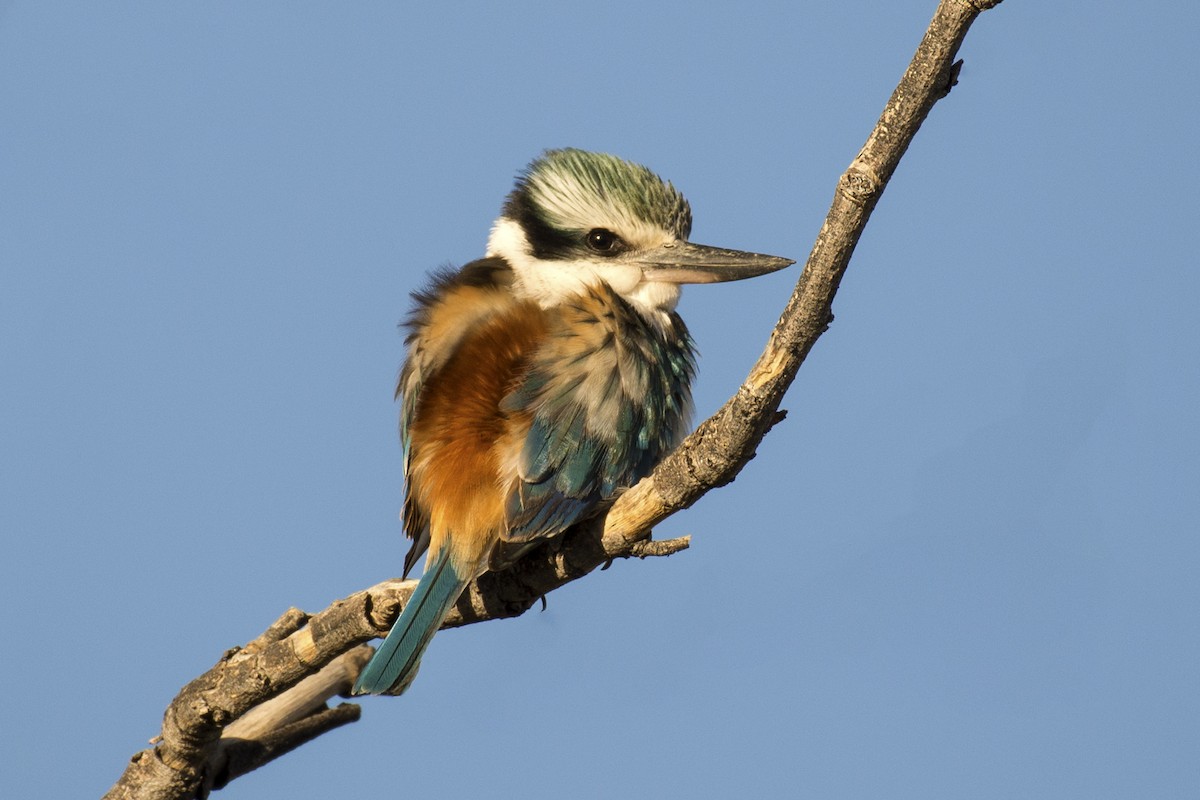 Red-backed Kingfisher - David King