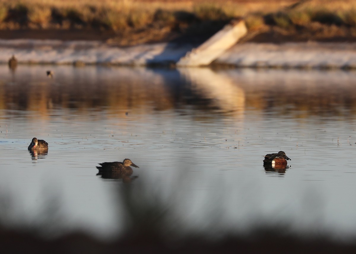 Australasian Shoveler - ML109737691