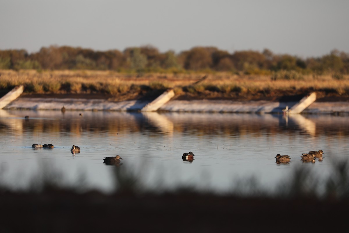 Australasian Shoveler - ML109737881
