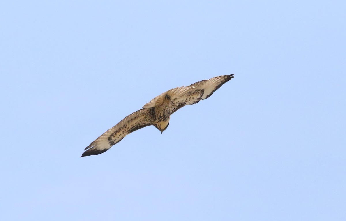 Red-tailed Hawk - ML109739531