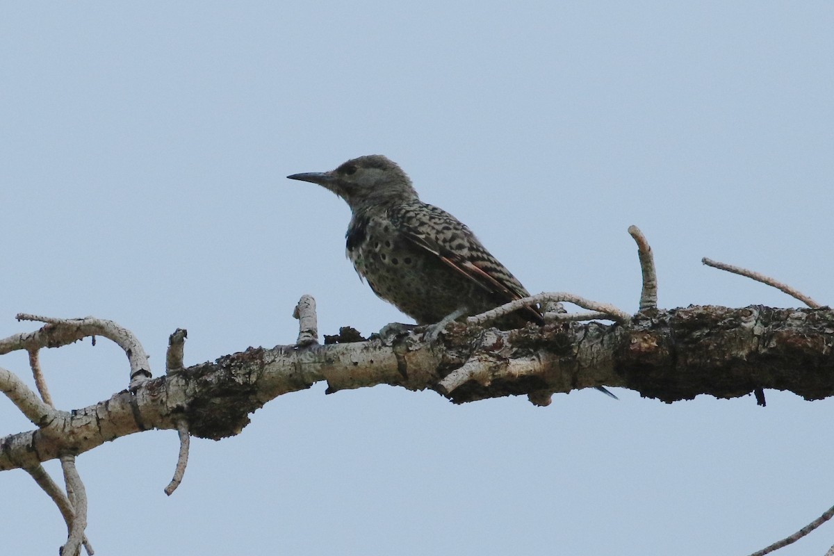 Northern Flicker (Red-shafted) - ML109739591