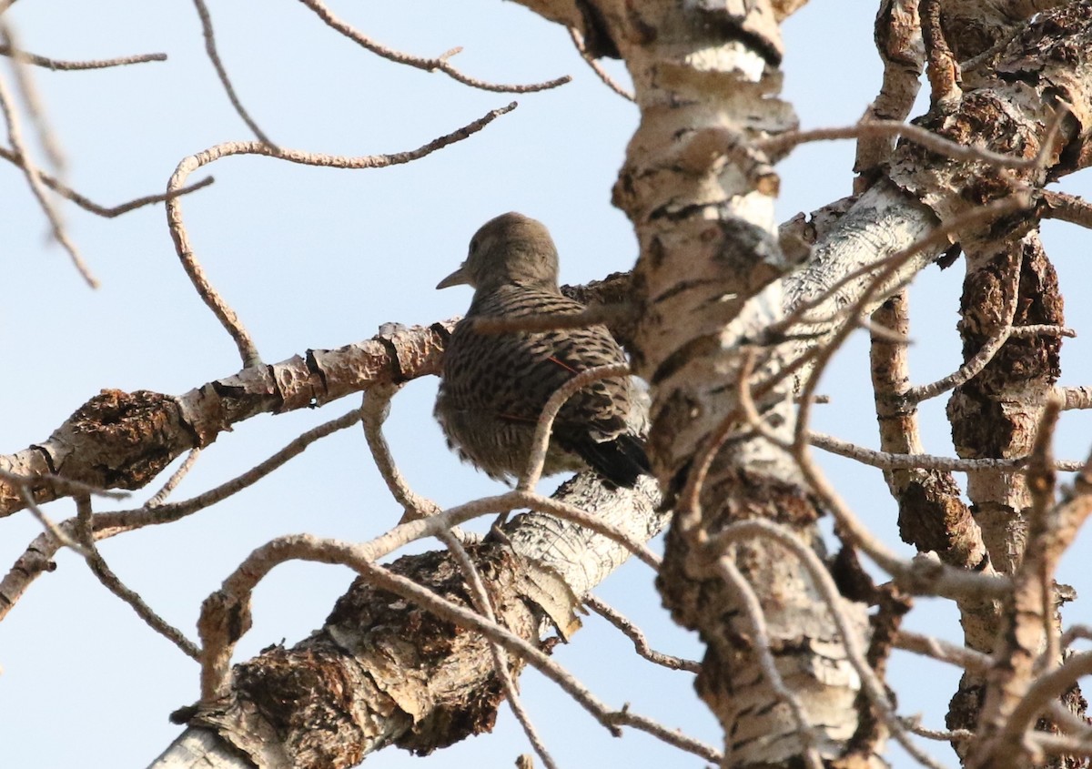 Northern Flicker (Red-shafted) - ML109739601
