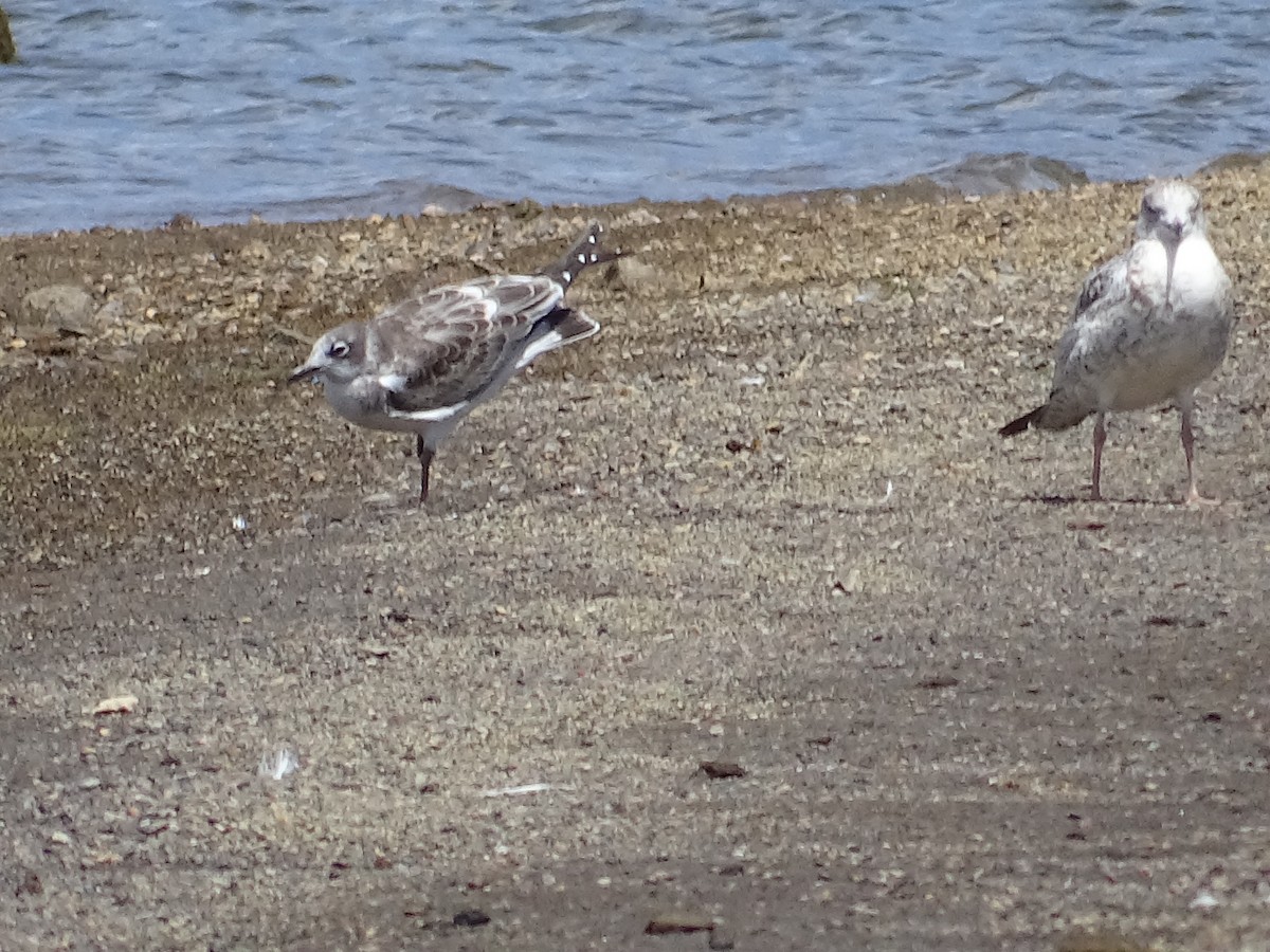 Franklin's Gull - Craig Miller