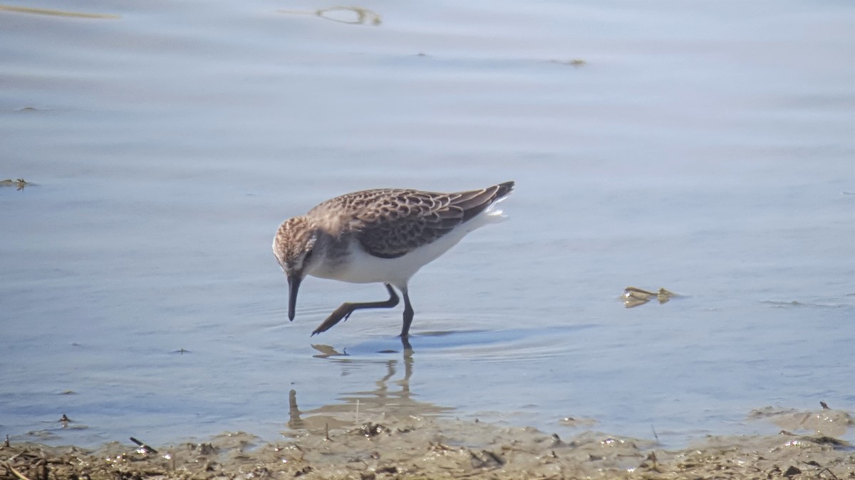 Semipalmated Sandpiper - ML109742551