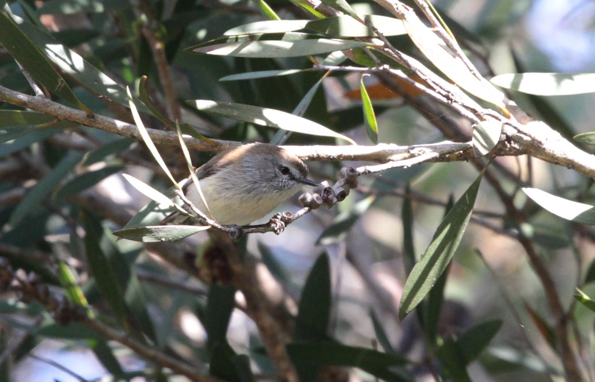 Brown Gerygone - ML109742781