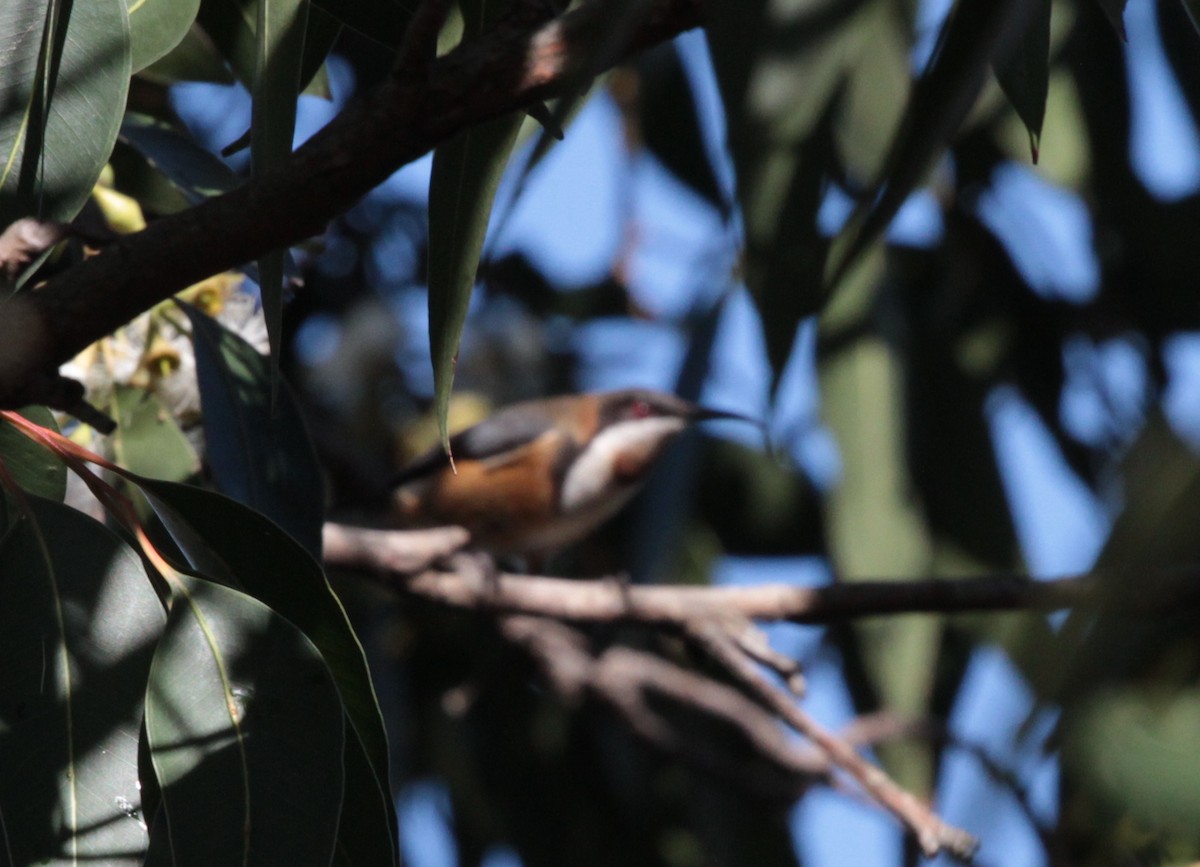 Eastern Spinebill - ML109742801