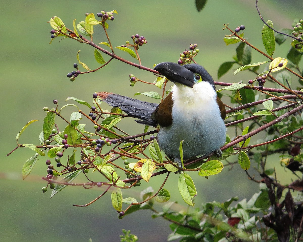 Black-billed Mountain-Toucan - ML109744031