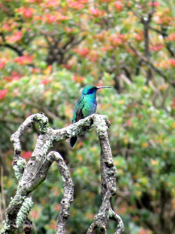 Mexican Violetear - ML109744801