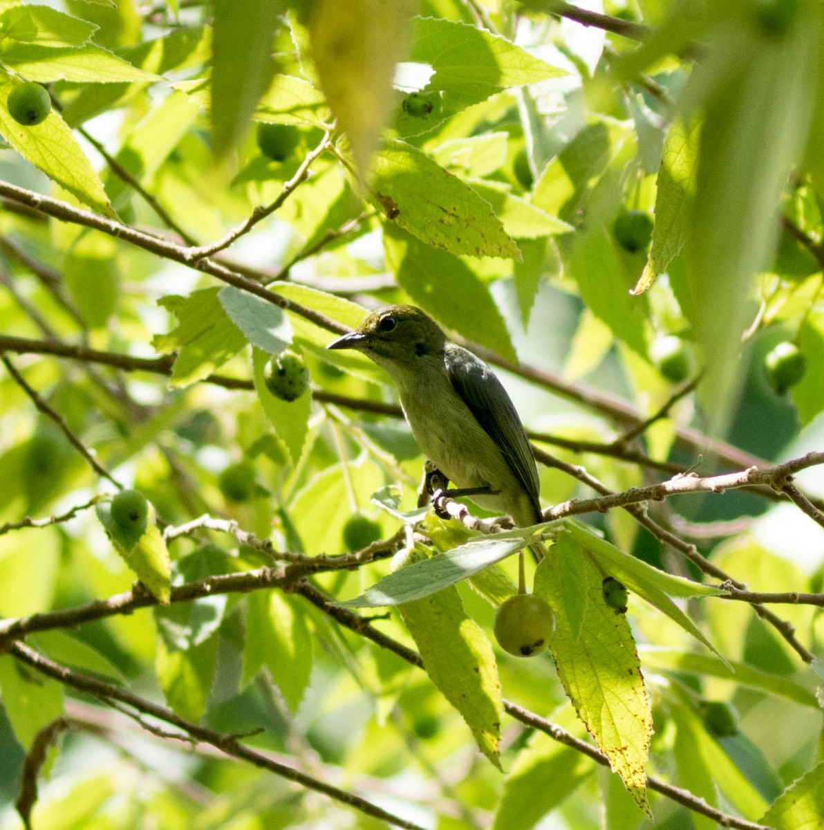 Olive-crowned Flowerpecker - Nayana Amin