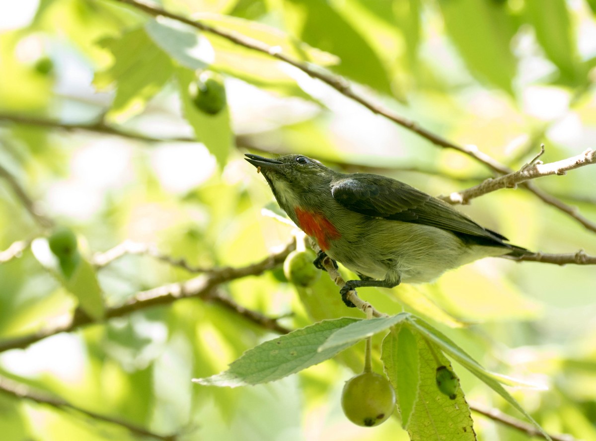 Olive-crowned Flowerpecker - ML109745581