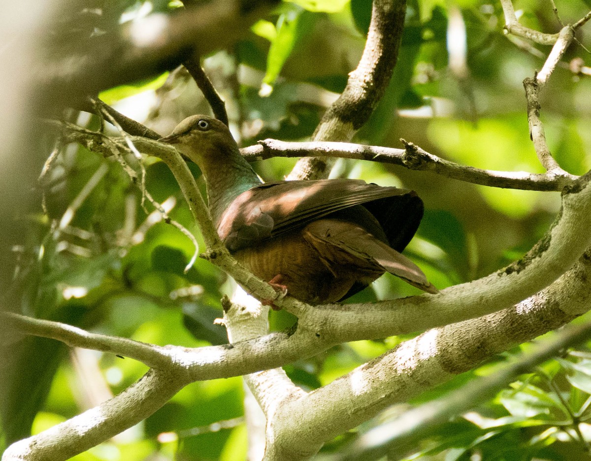 Black-billed Cuckoo-Dove - Nayana Amin