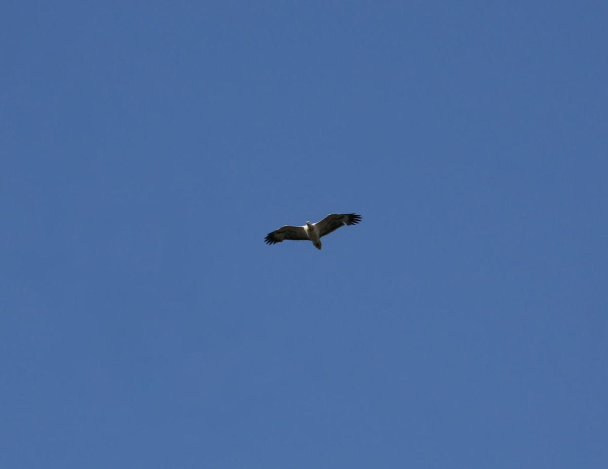 White-bellied Sea-Eagle - ML109746371