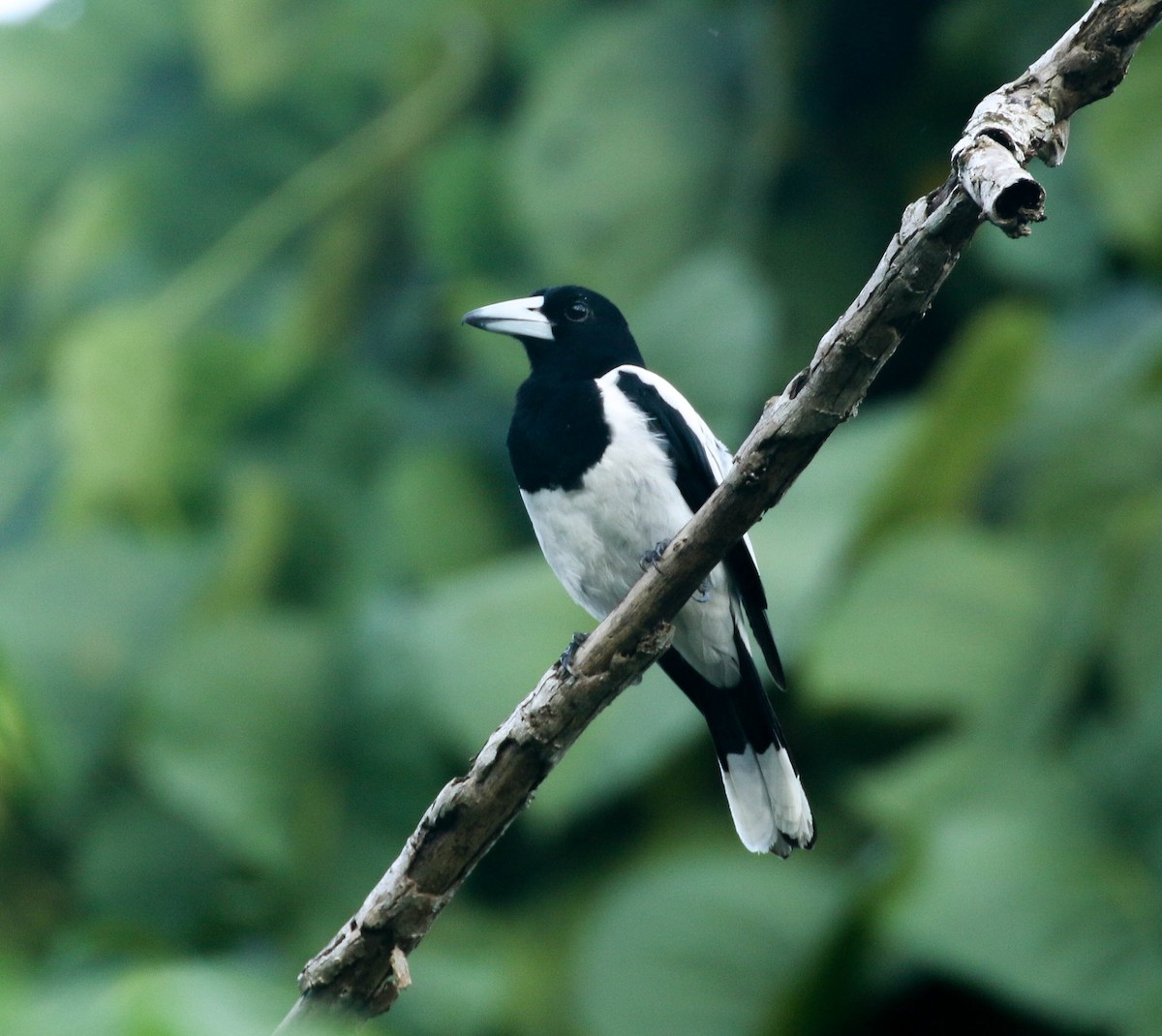 Hooded Butcherbird - Nayana Amin