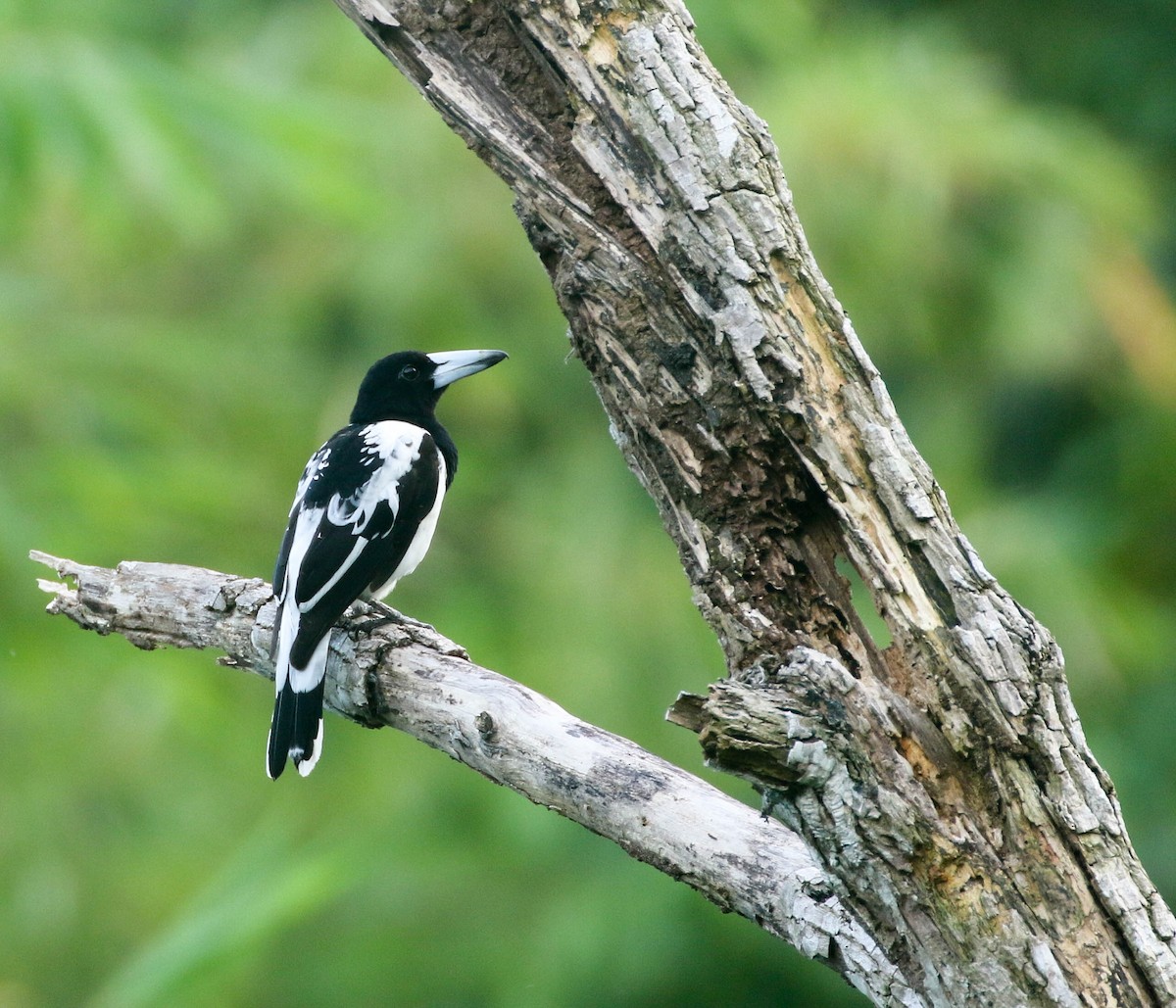 Hooded Butcherbird - Nayana Amin