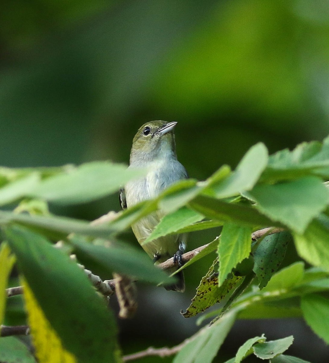 Olive-crowned Flowerpecker - Nayana Amin