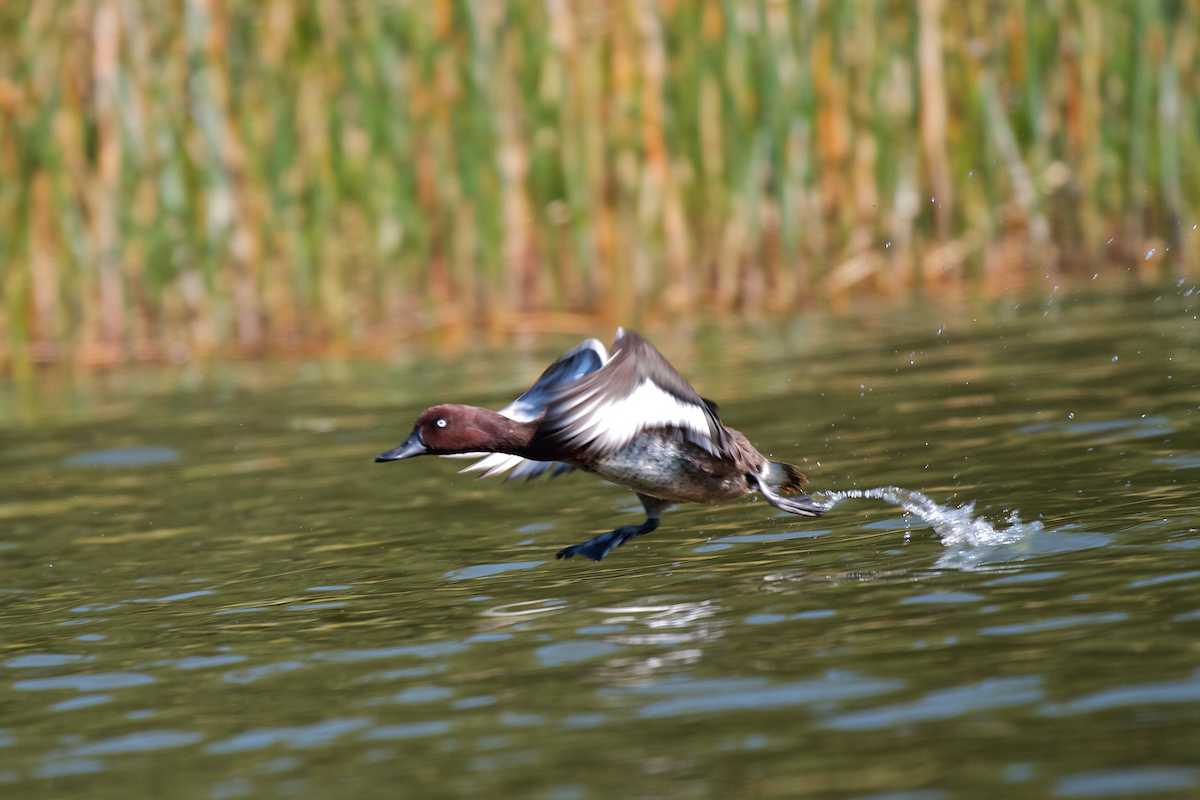 Madagascar Pochard - Robert Tizard