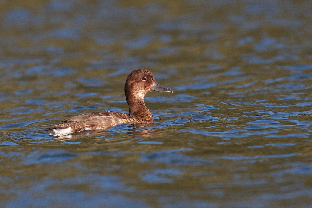 Madagascar Pochard - Robert Tizard