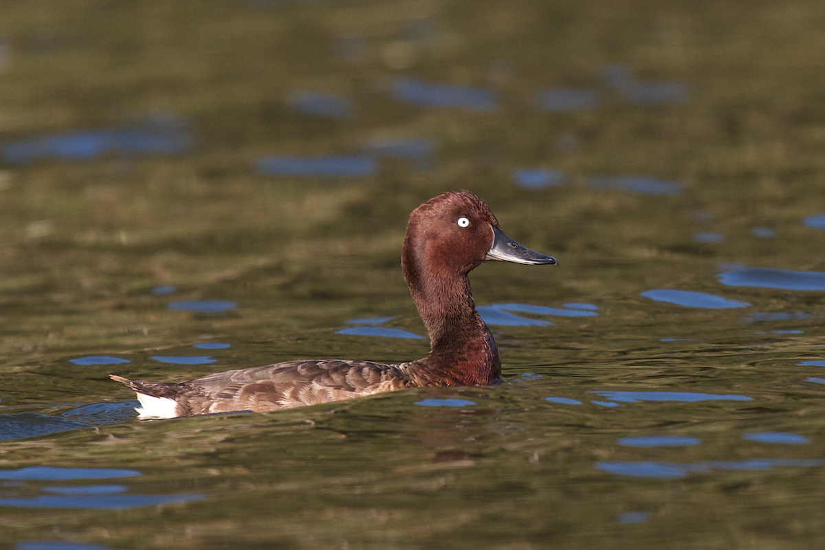 Madagascar Pochard - Robert Tizard