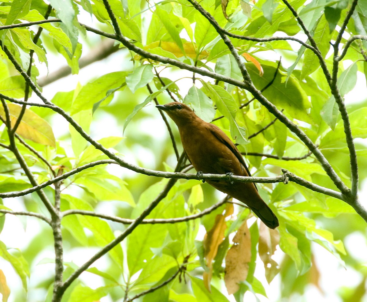 Gray-headed Cicadabird - Nayana Amin