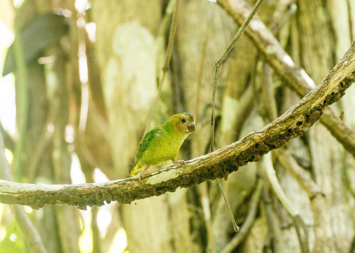 Buff-faced Pygmy-Parrot - Nayana Amin