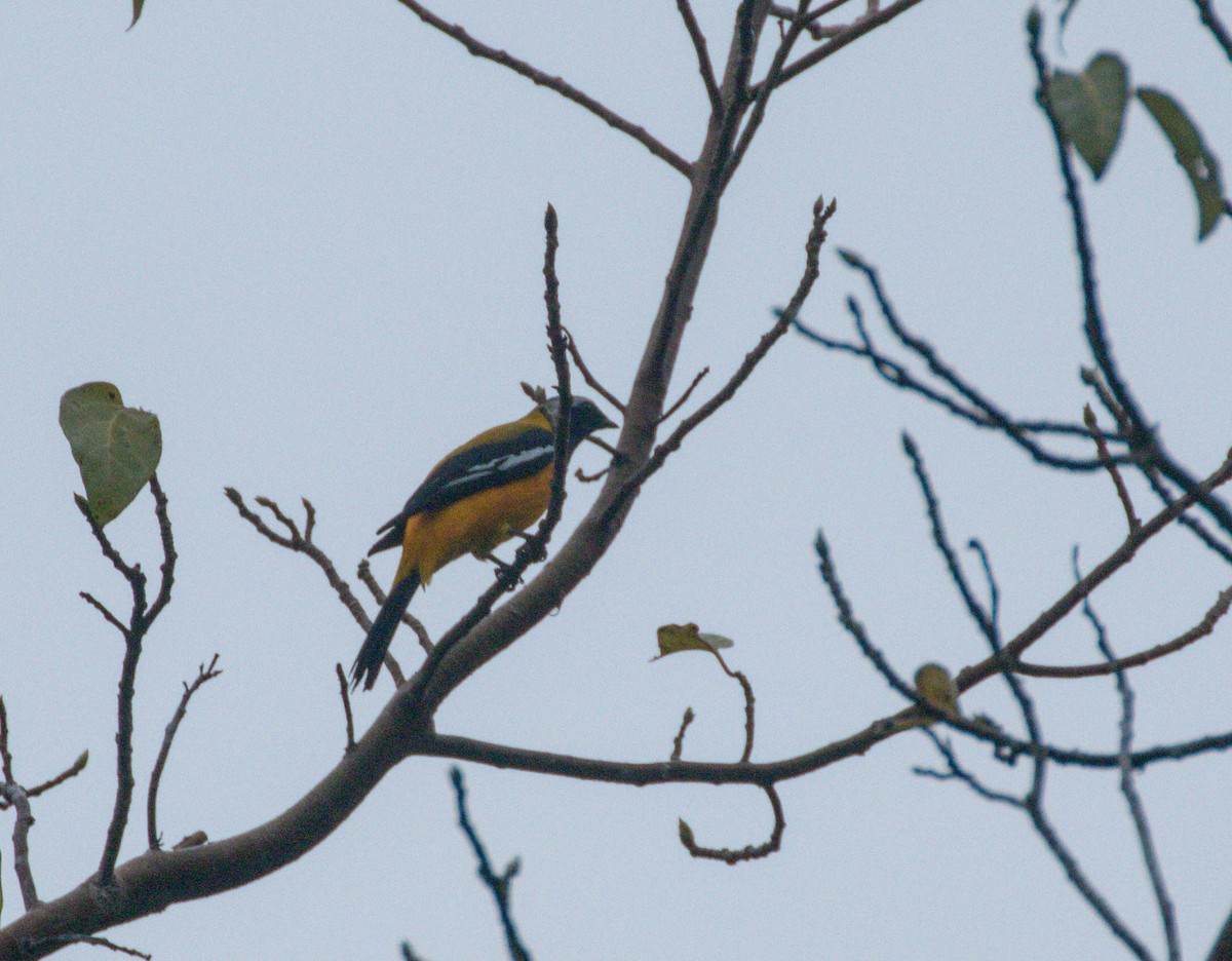 Golden Cuckooshrike - Nayana Amin