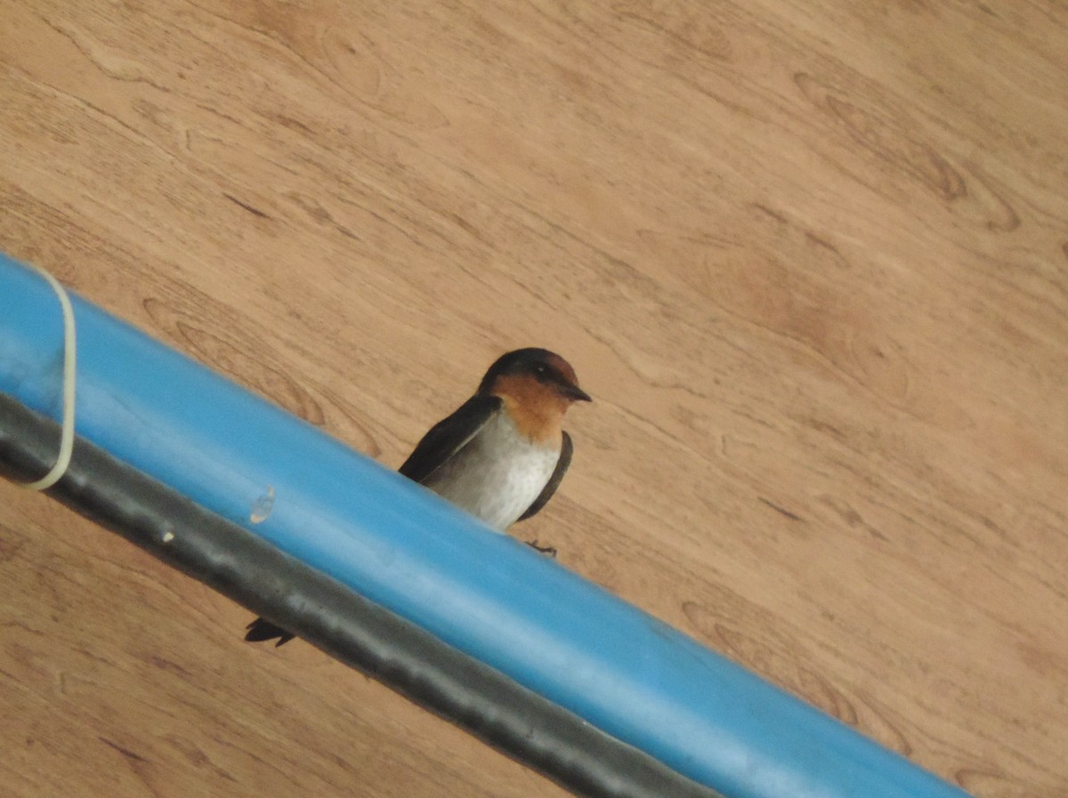 Pacific Swallow - ML109749261