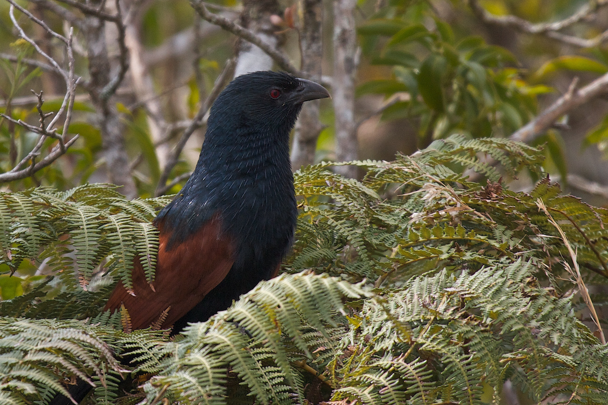 Malagasy Coucal - ML109750421