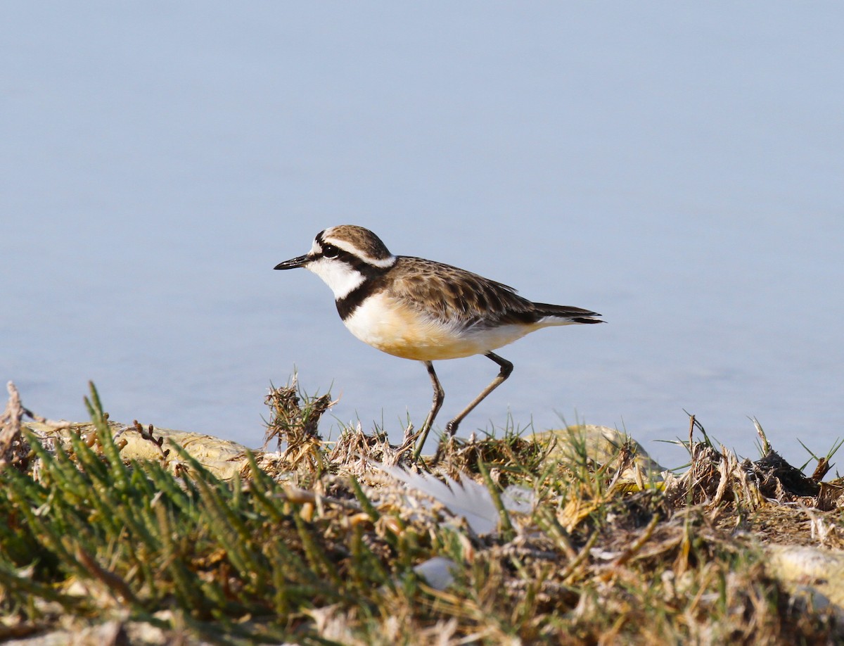 Madagascar Plover - Philip Boyle