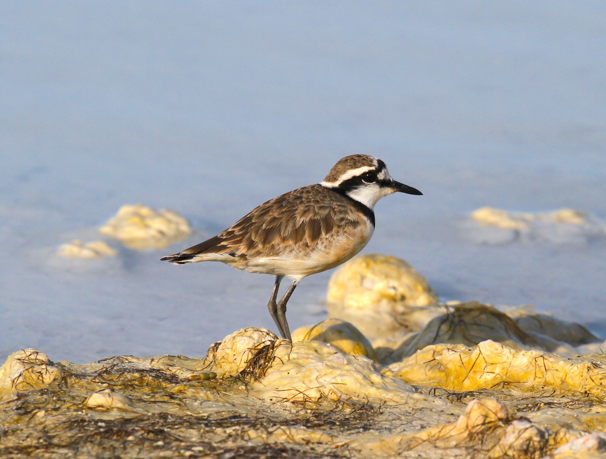 Madagascar Plover - Philip Boyle