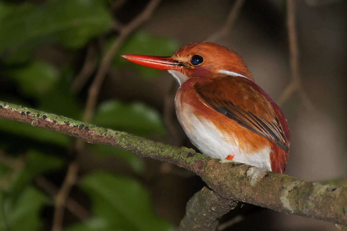 Madagascar Pygmy Kingfisher - Robert Tizard