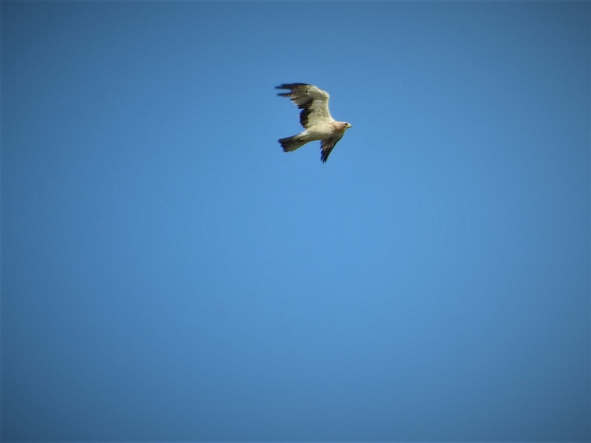 Booted Eagle - ML109751101