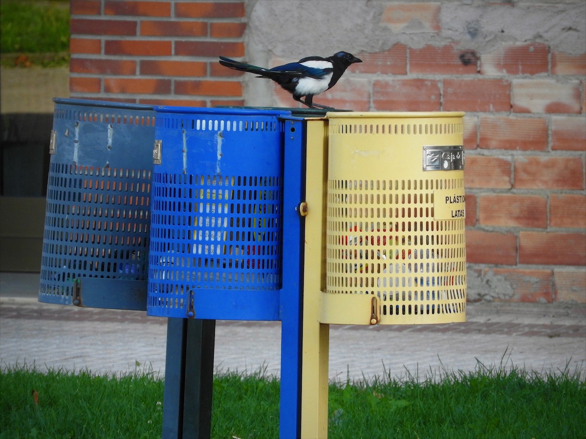 Eurasian Magpie - ML109751121