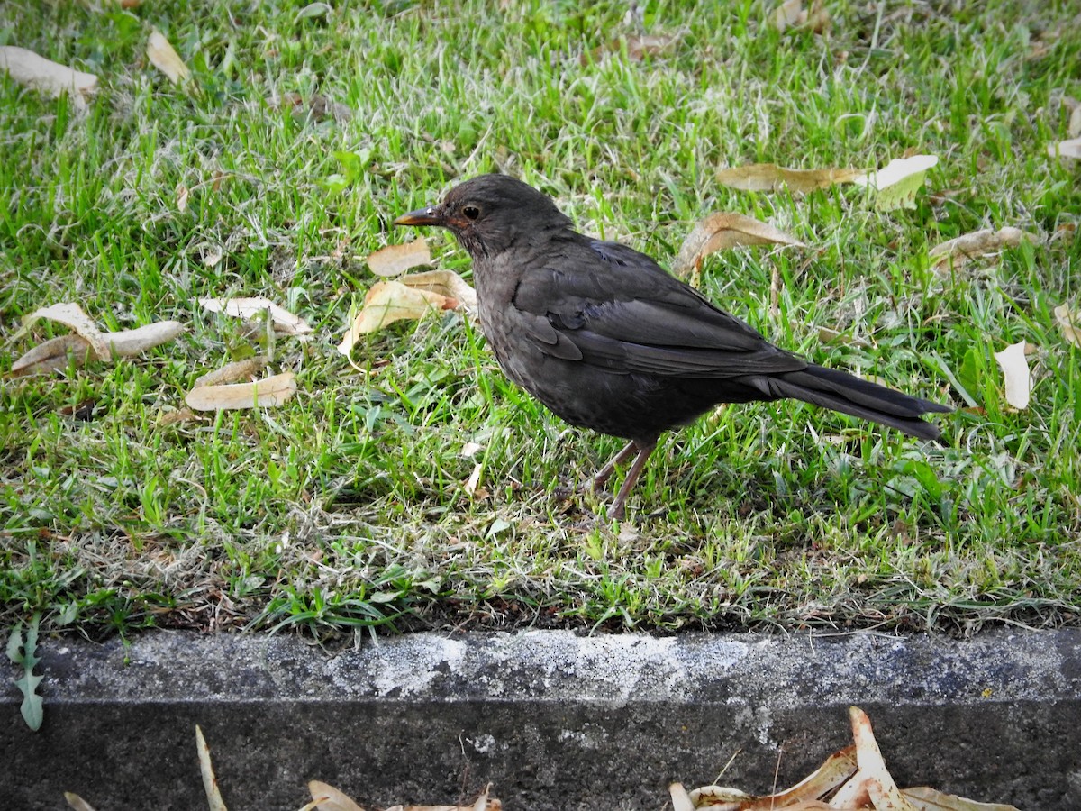 Eurasian Blackbird - ML109751151