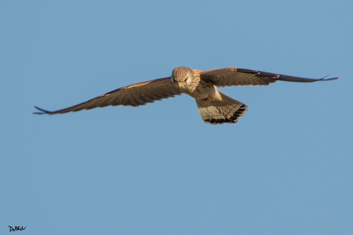 Eurasian Kestrel - ML109751181