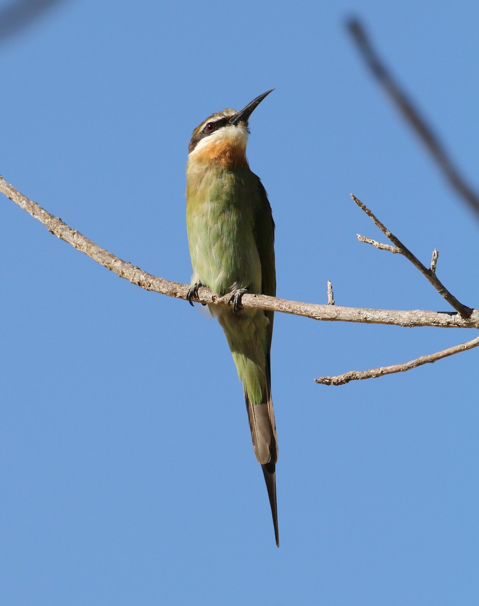 Guêpier de Madagascar - ML109751241