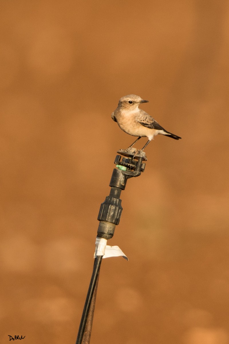 Northern Wheatear - ML109751251