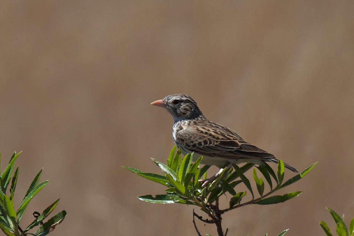 Madagascar Lark - ML109752231