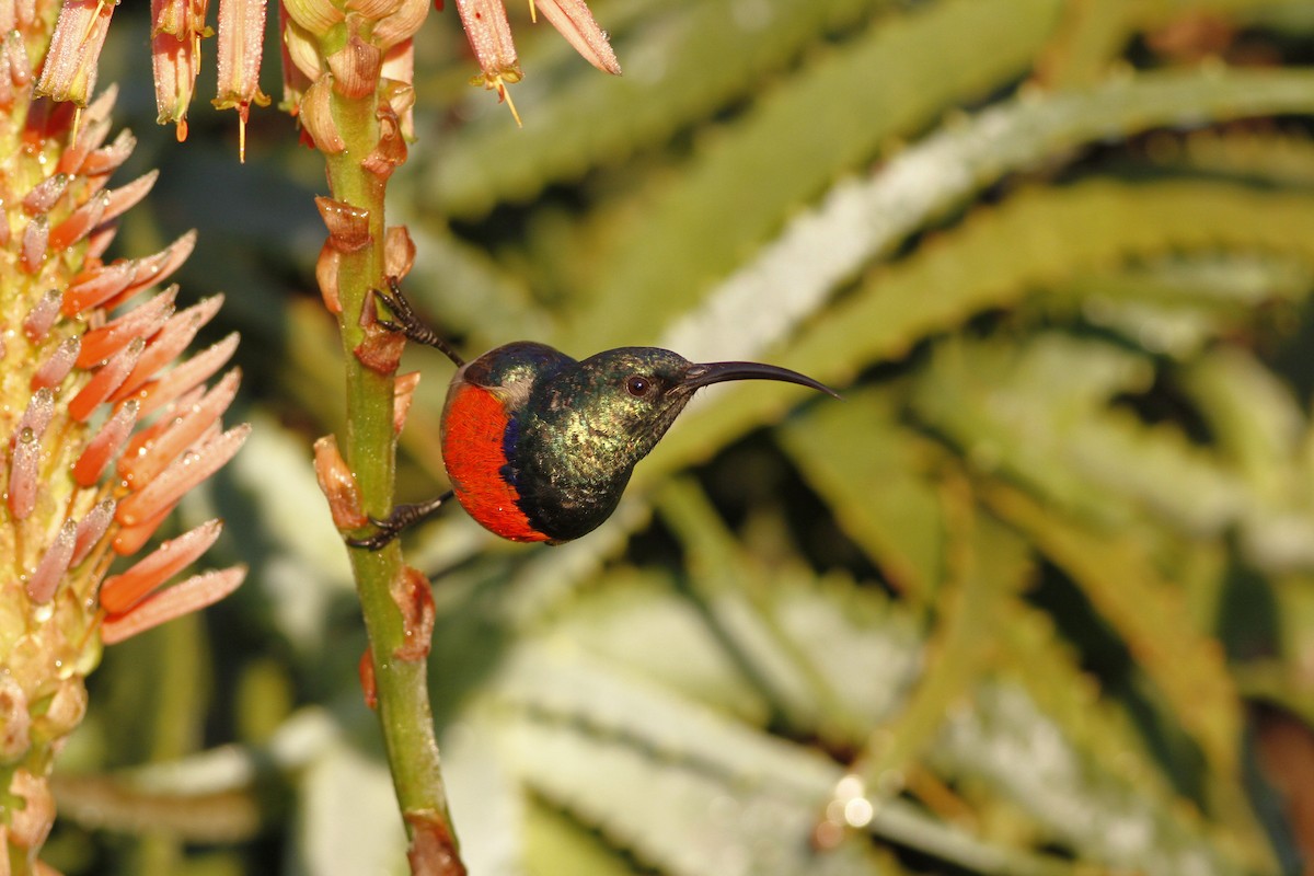 Greater Double-collared Sunbird - ML109752711