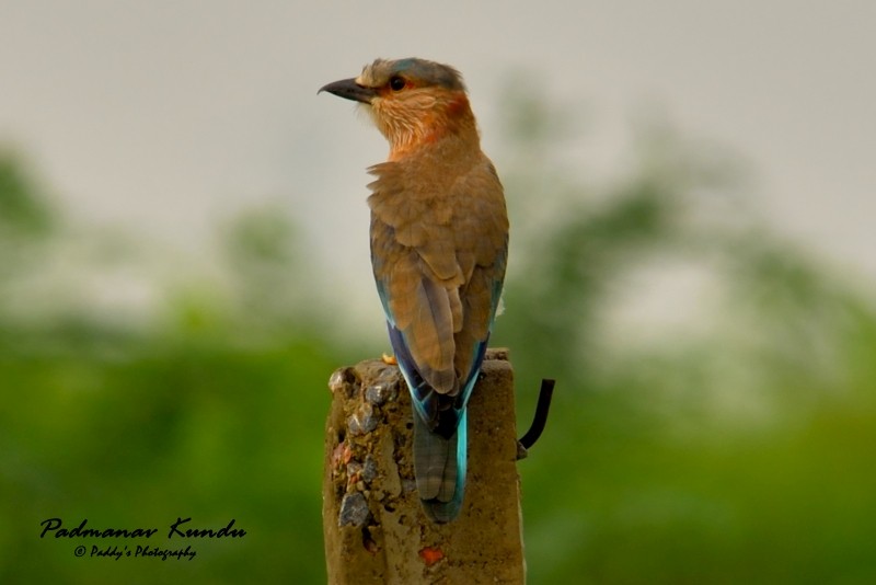 Indian Roller - ML109754521