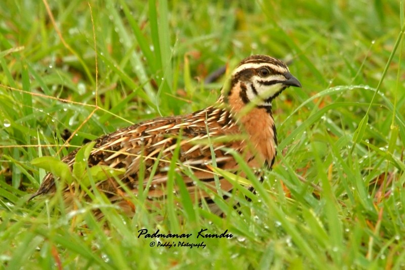 Rain Quail - ML109754801