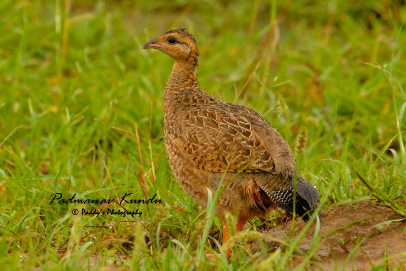 Black Francolin - ML109754811