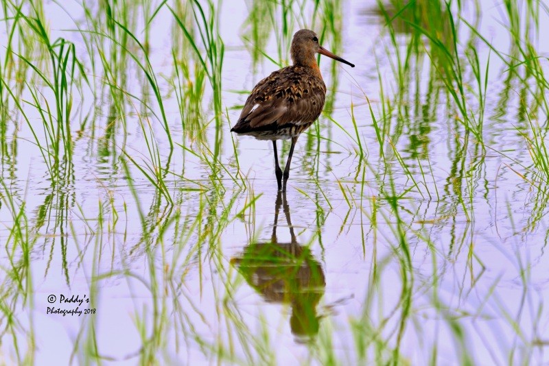 Black-tailed Godwit - ML109754861