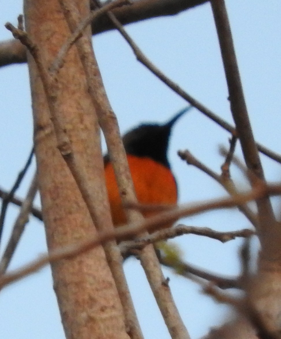 Flame-breasted Sunbird - ML109755691